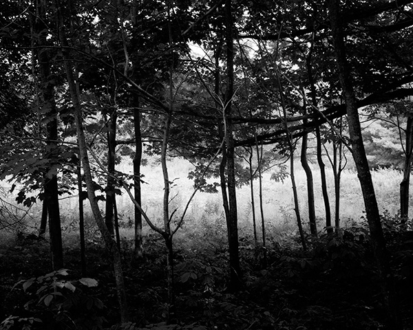 The Other Grove