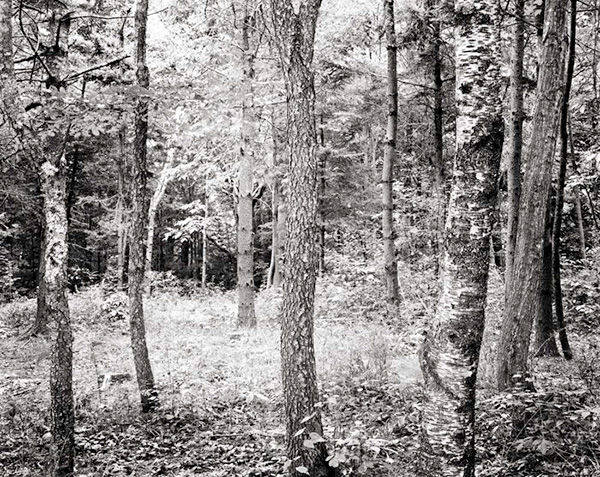 Different Trees Make a Forest