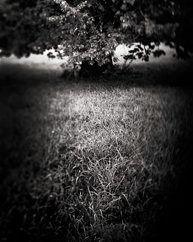 Tree Drop