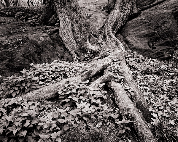 Travis Lovell - Photographer