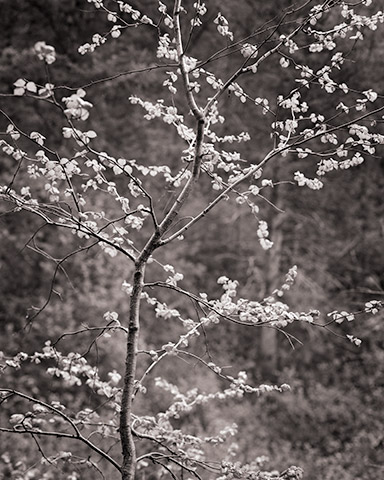 Travis Lovell - Photographer