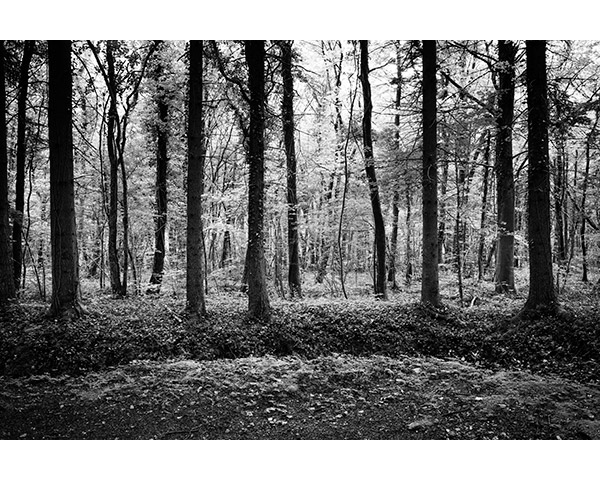 Travis Lovell - Photographer