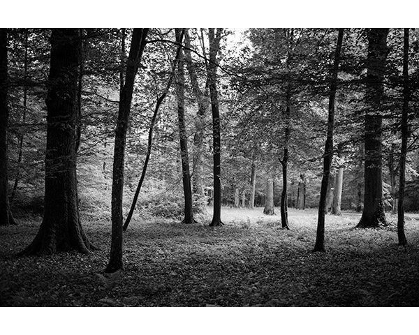 Travis Lovell - Photographer